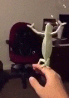ずっと見ていたいGIF動画下さい