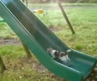 ずっと見ていたいGIF動画下さい