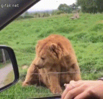 ずっと見ていたいGIF動画下さい
