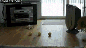 ずっと見ていたいGIF動画下さい