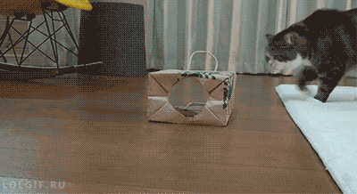 ずっと見ていたいGIF動画下さい