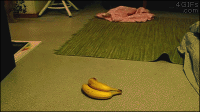 ずっと見ていたいGIF動画下さい