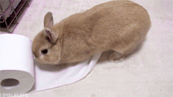 ずっと見ていたいGIF動画下さい