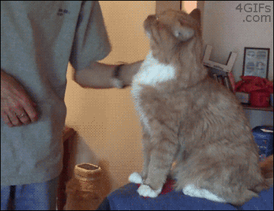 ずっと見ていたいGIF動画下さい