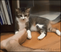 ずっと見ていたいGIF動画下さい