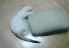 ずっと見ていたいGIF動画下さい