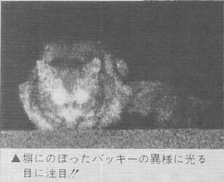 世界各国の都市伝説上、空想上の生き物を貼るトピ!