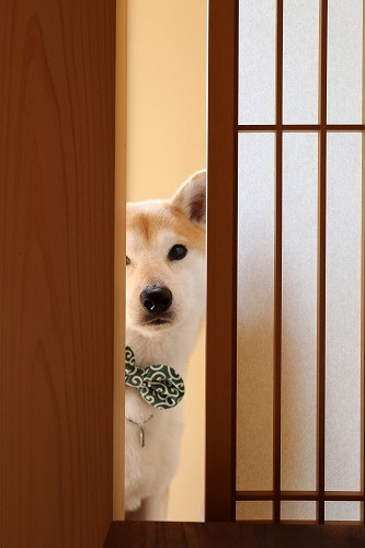 画像を「家政婦は見た！」風にするトピ