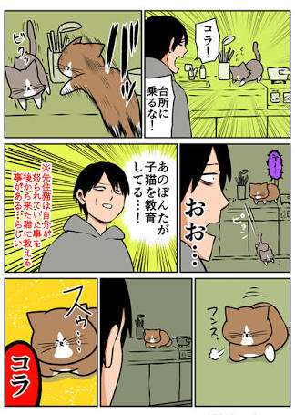 【新入りさん】先住猫と仲良くする方法