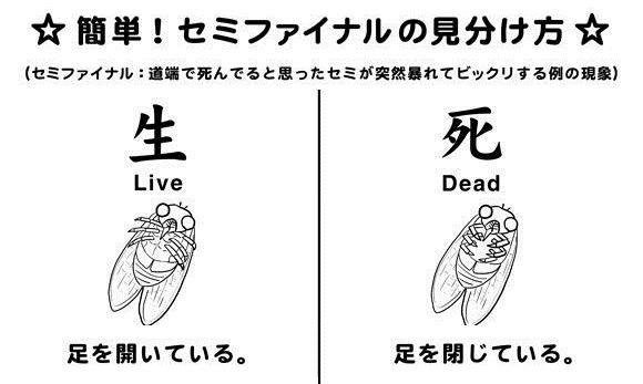 ためになる画像が集まるトピ