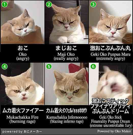 ためになる画像が集まるトピ
