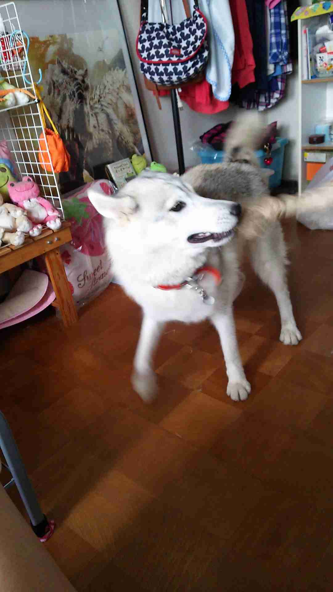 犬の雑学を教えてください(*^^*)