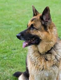 犬の雑学を教えてください(*^^*)