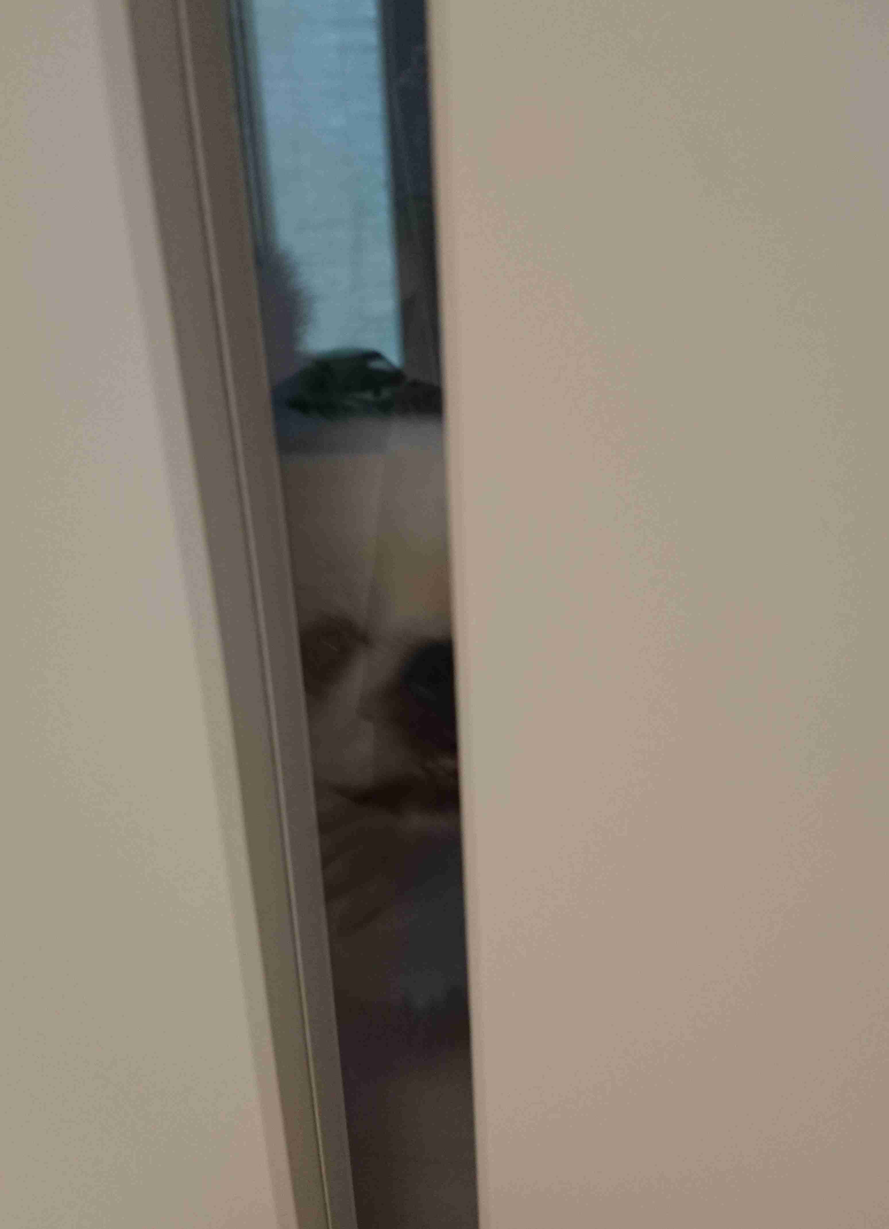 犬の雑学を教えてください(*^^*)