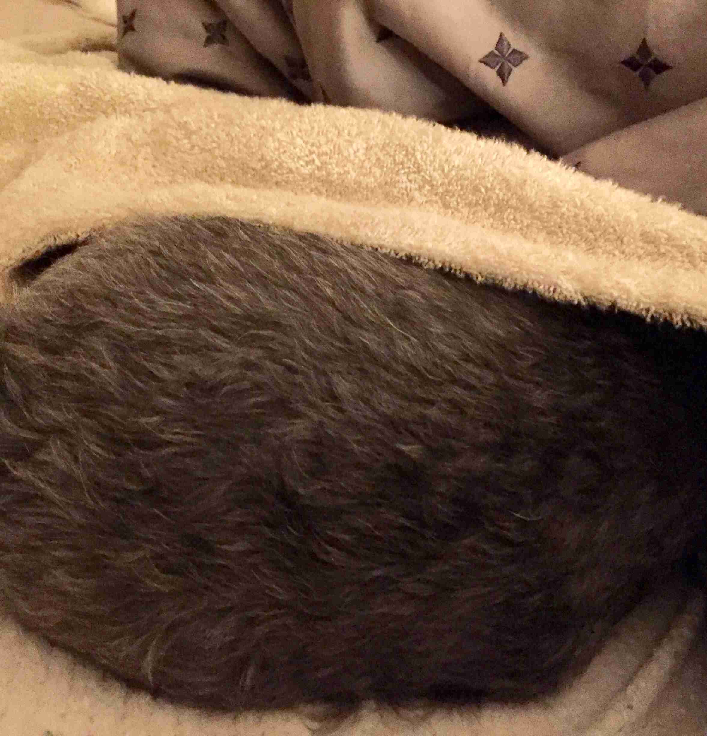 犬の雑学を教えてください(*^^*)