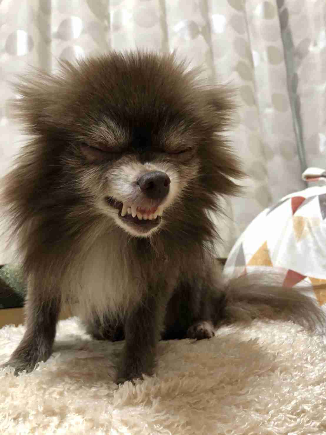 犬の雑学を教えてください(*^^*)