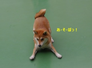 犬の雑学を教えてください(*^^*)