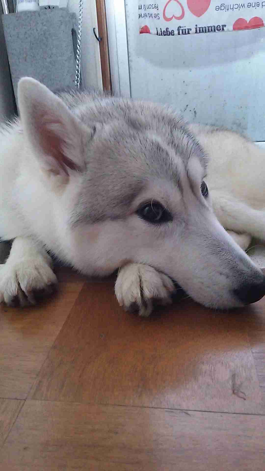 犬の雑学を教えてください(*^^*)