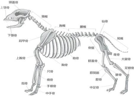 犬の雑学を教えてください(*^^*)