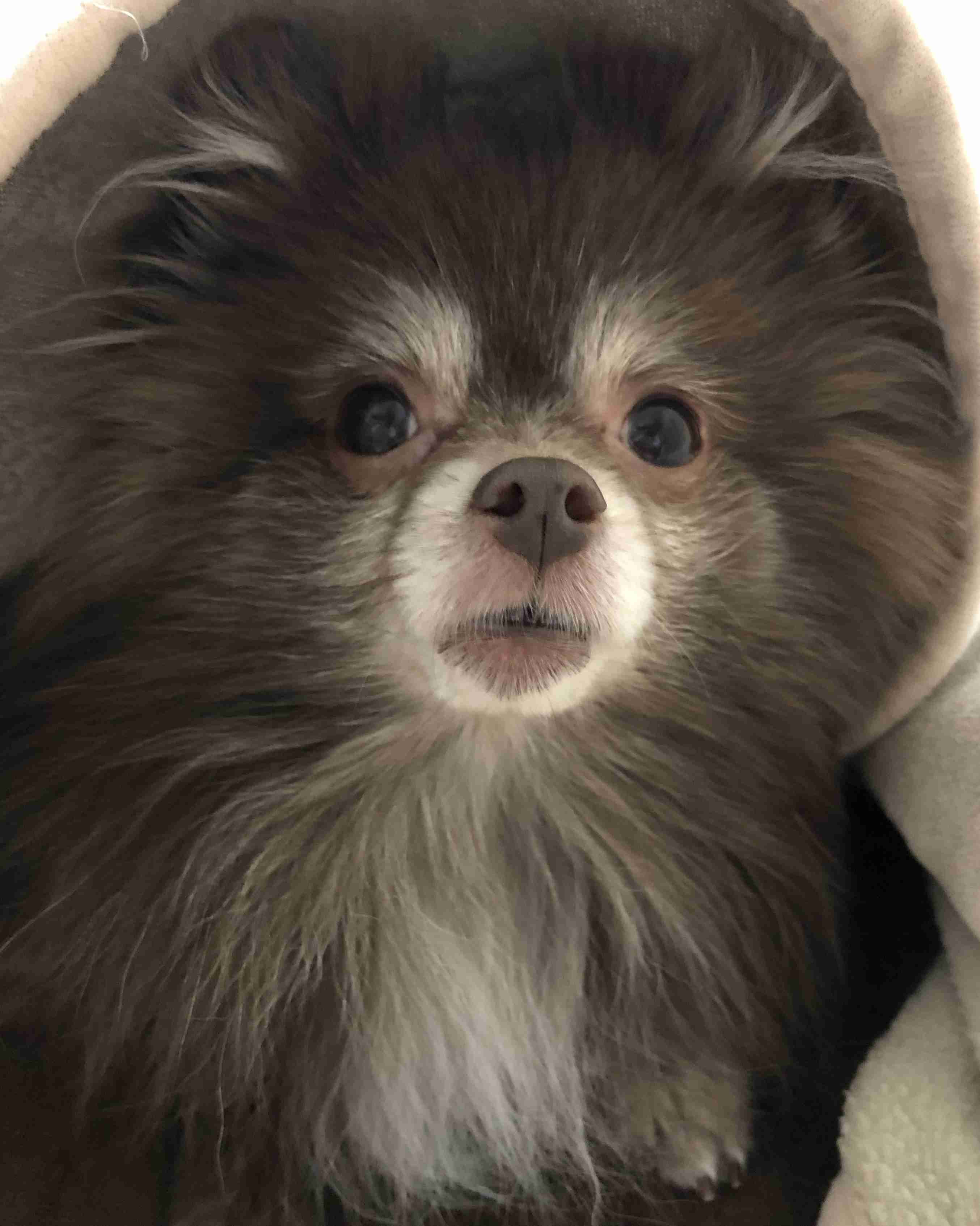 犬の雑学を教えてください(*^^*)