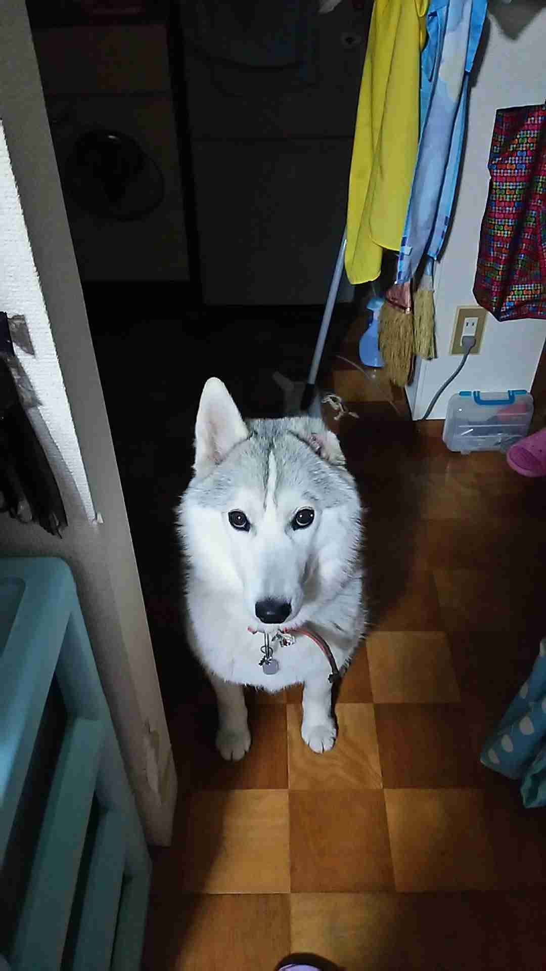 犬の雑学を教えてください(*^^*)