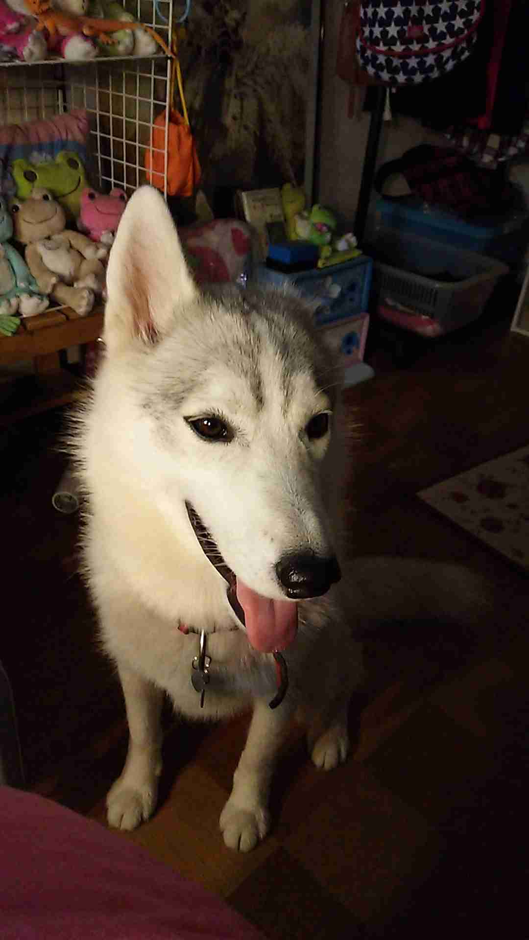 犬の雑学を教えてください(*^^*)