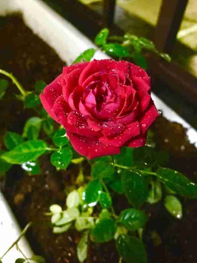 好きな人が名前で呼んでくれない!