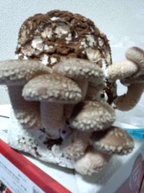自分で撮った美味しそうな画像を貼るトピ