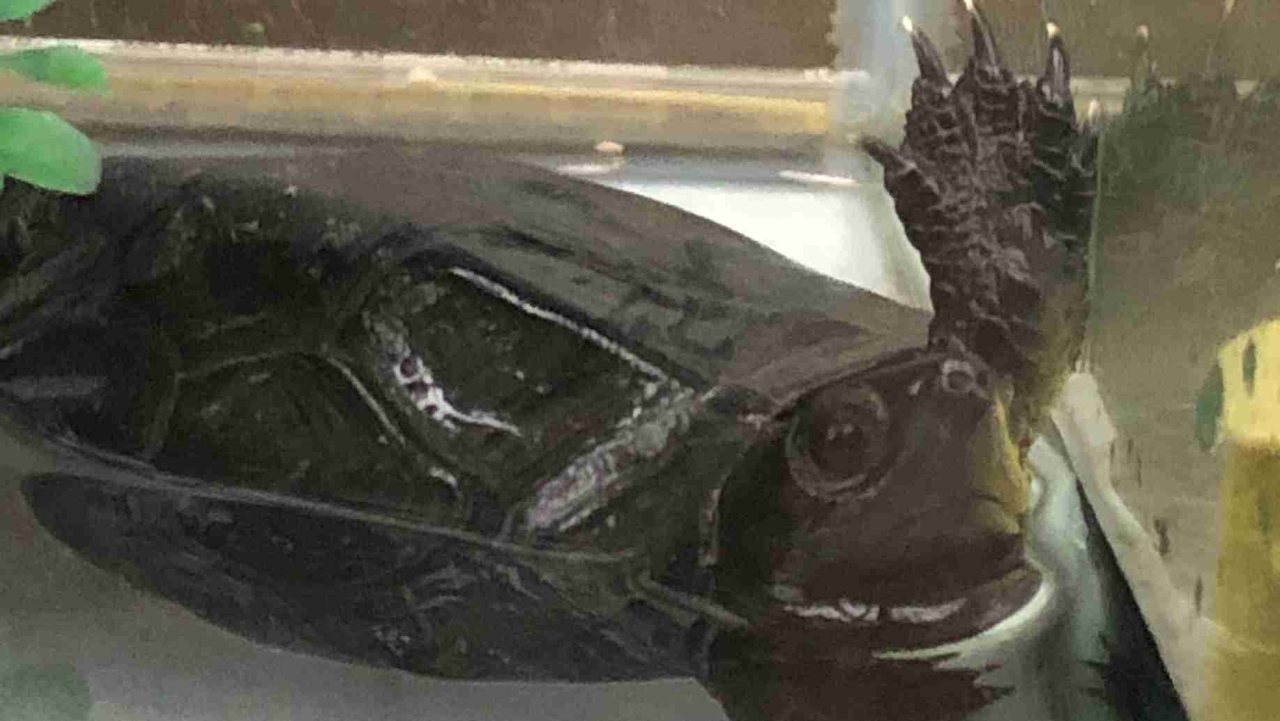 ペットの名前呼んだらどんな反応しますか？