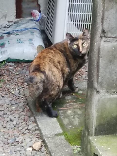 ペットの名前呼んだらどんな反応しますか？