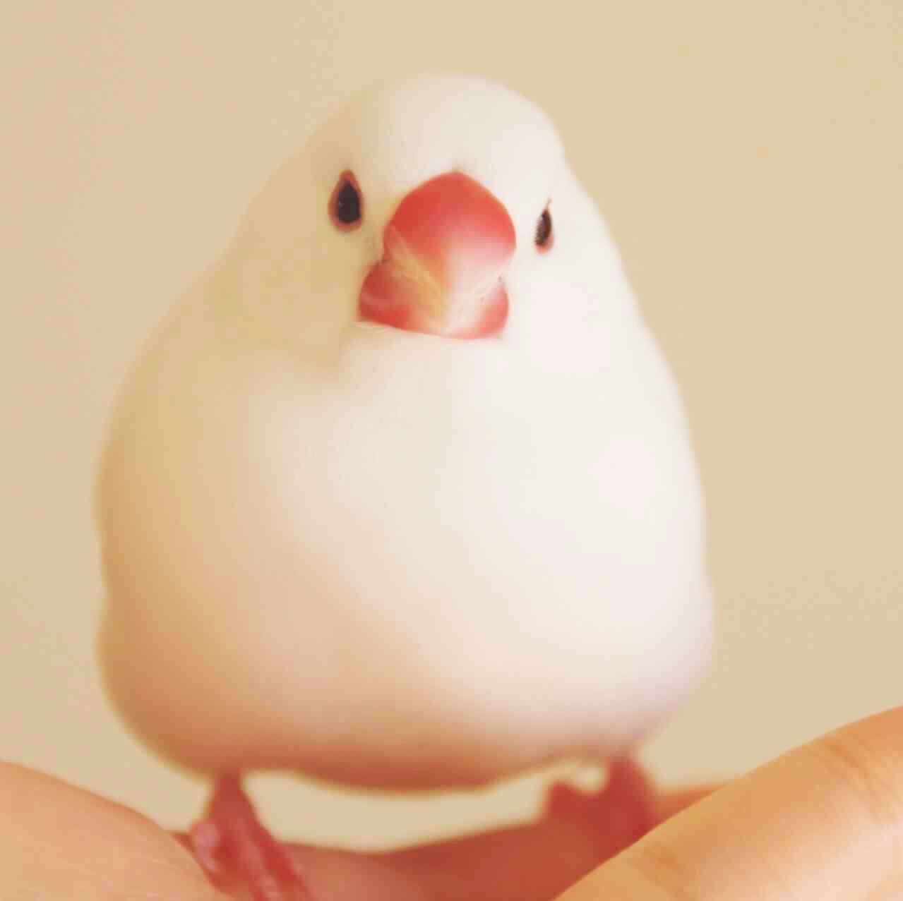 ペットの名前呼んだらどんな反応しますか？