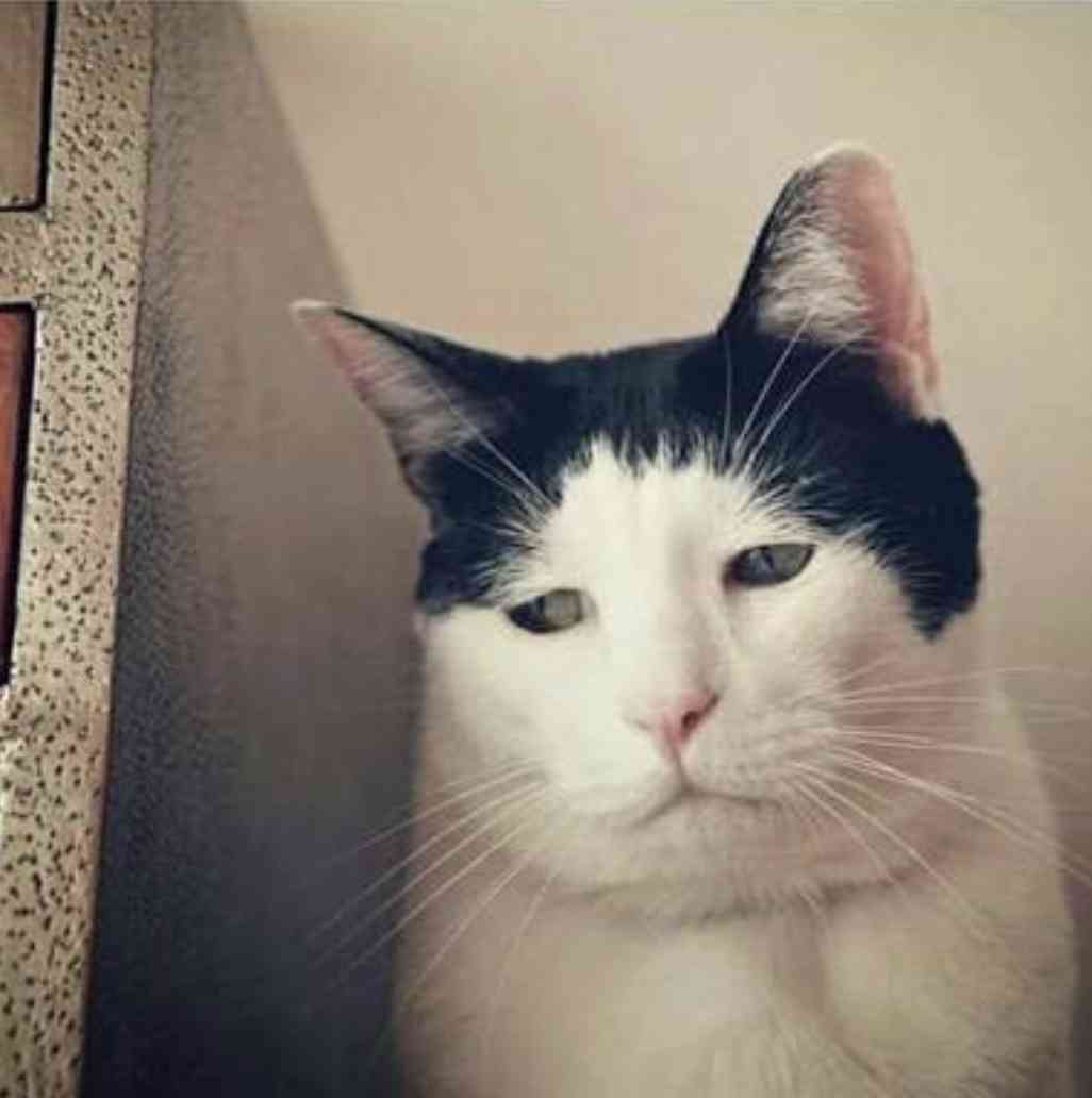 自分で髪切った事ある人！