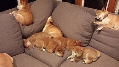 犬が立てそうなトピPart2