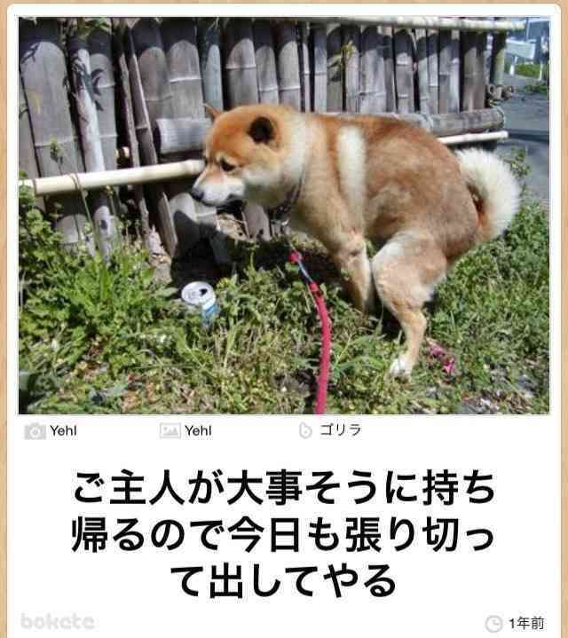 犬が立てそうなトピPart2