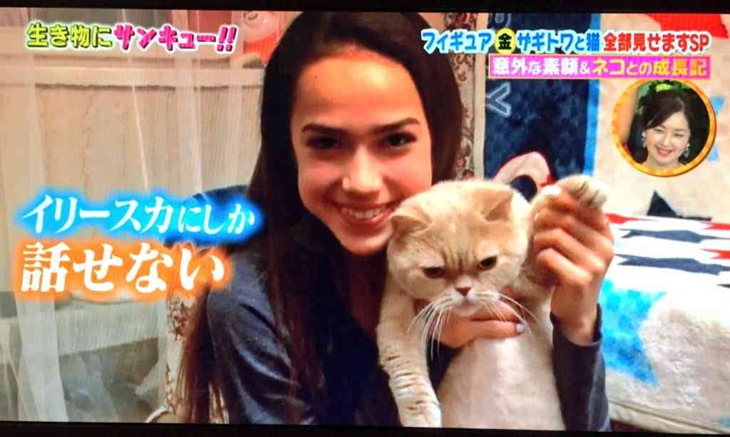 秋田犬「マサル」、先住猫「イリースカ」にほえる…ザギトワ選手宅の犬猫同居を心配する声も　