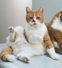 コウキ インスタフォロワー50万人突破!わずか2日で母・工藤静香超え