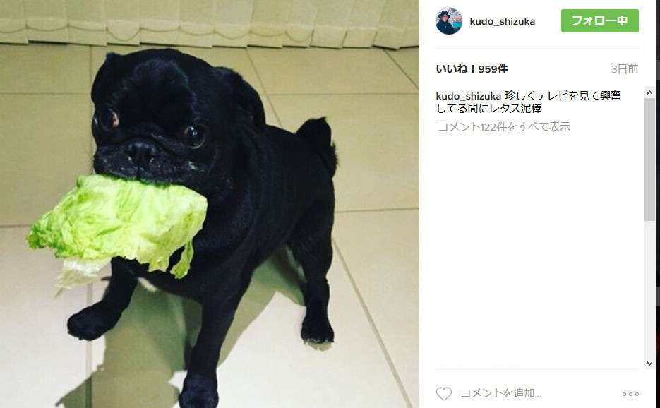 コウキ インスタフォロワー50万人突破!わずか2日で母・工藤静香超え