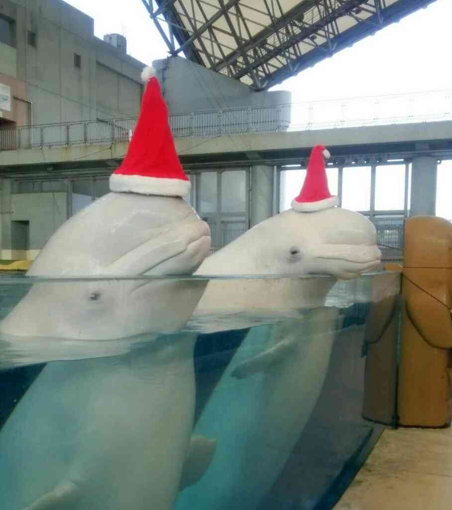 ヒッチハイクしてるみたいな画像を貼るトピ
