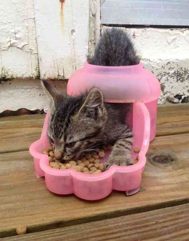 ちょっと無理があると思う画像を貼ってみるトピ