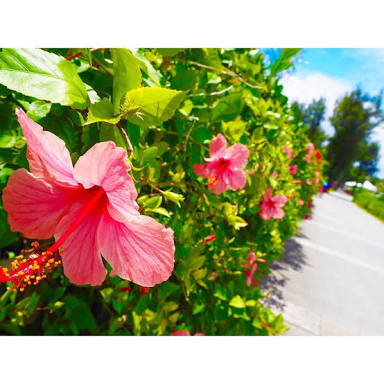 今までの人生で経験したことあることにプラスをつけるトピPart2