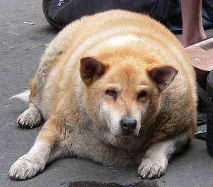 ちょっと気の毒な画像を貼るトピ