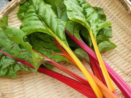 夏の野菜や果物を語ろう♪