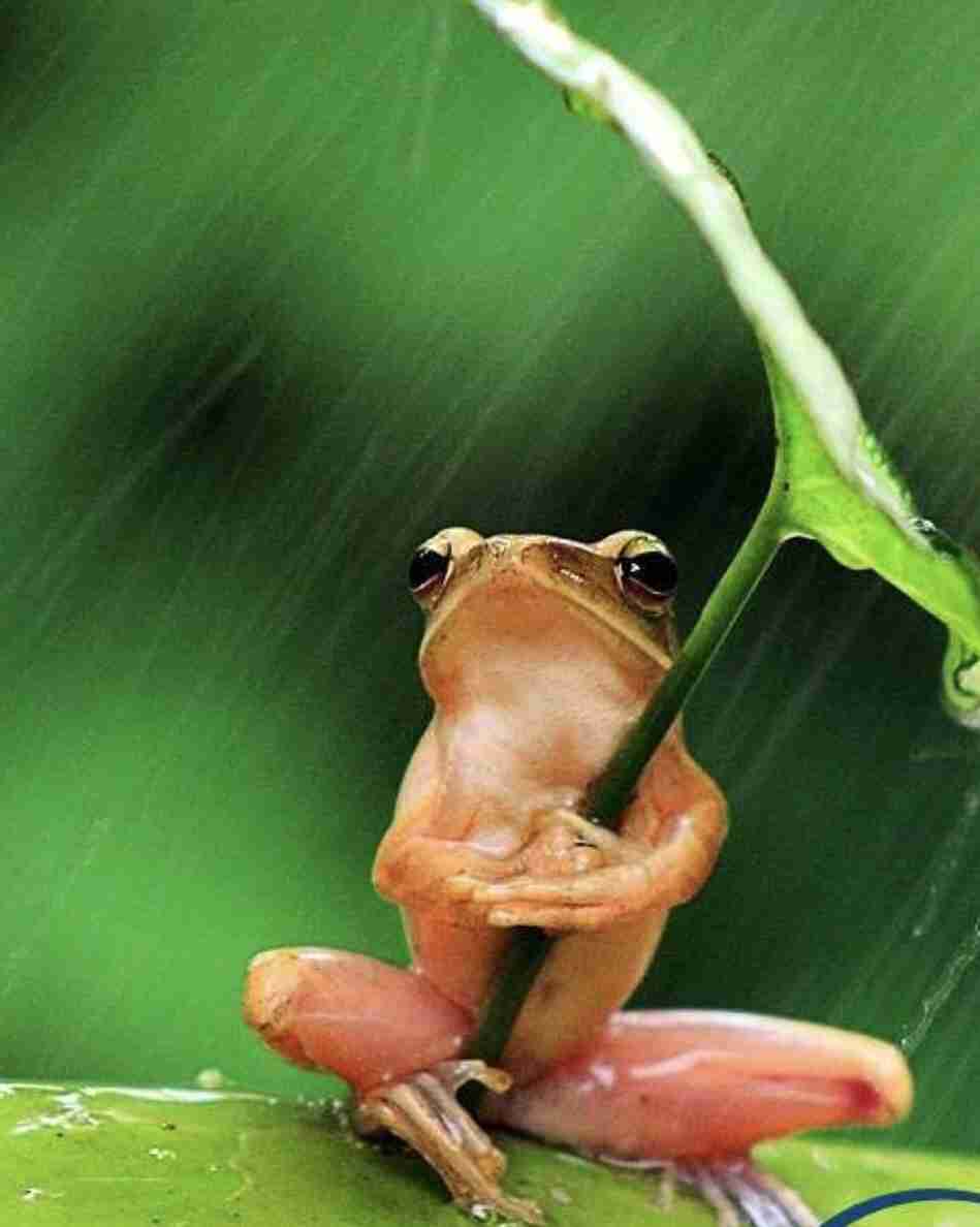 【梅雨】いろんなカエルの画像を貼るトピ