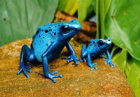 【梅雨】いろんなカエルの画像を貼るトピ