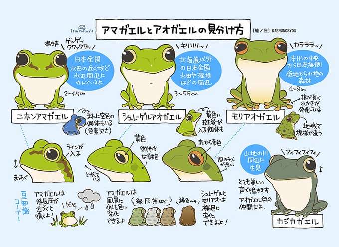 【梅雨】いろんなカエルの画像を貼るトピ