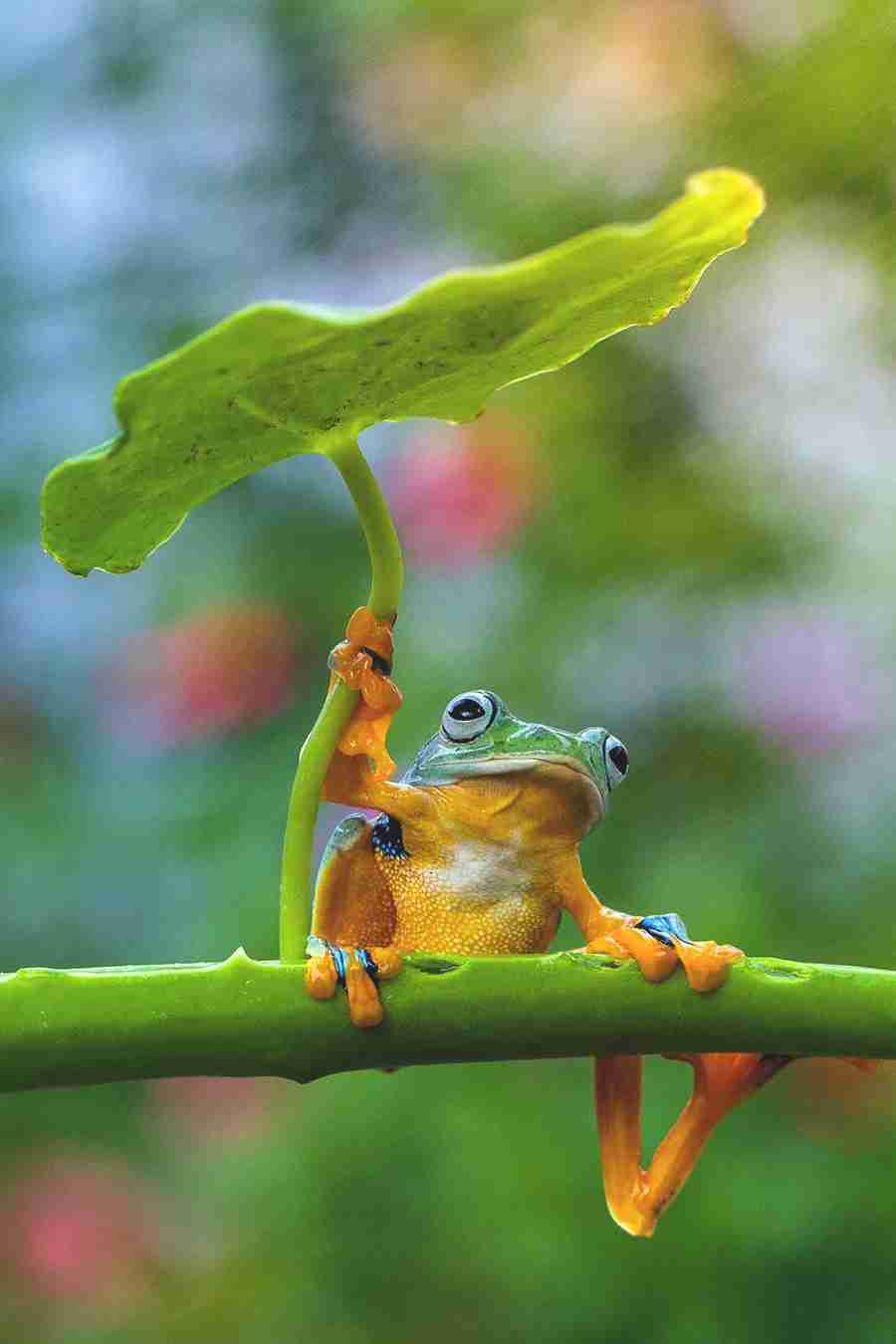 【梅雨】いろんなカエルの画像を貼るトピ