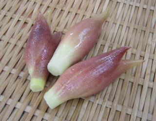 みょうが大好き