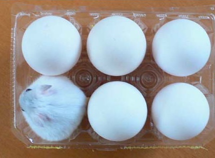 紛れちゃってる画像を貼るトピ