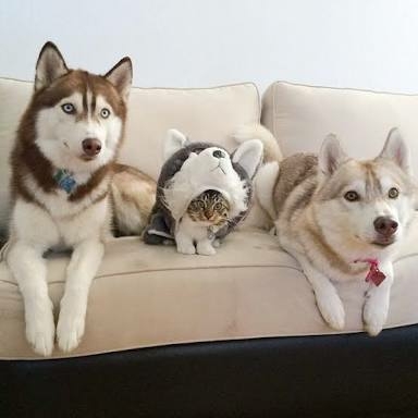 紛れちゃってる画像を貼るトピ