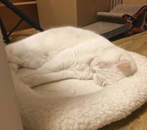 紛れちゃってる画像を貼るトピ